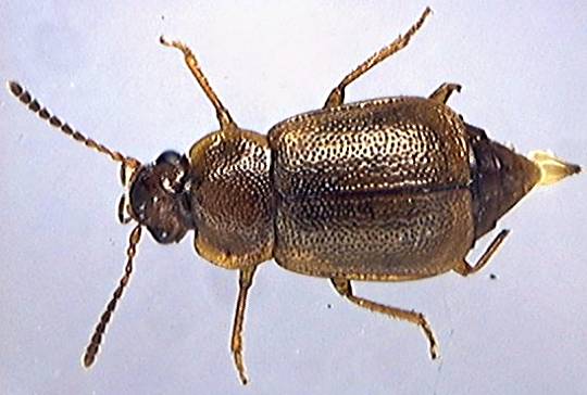 Anthobium atrocephalum